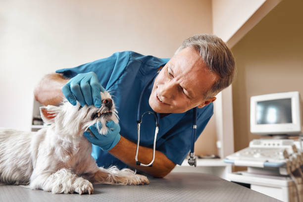 Best Emergency Treatment for Dental Infections or Abscesses in Depew, NY